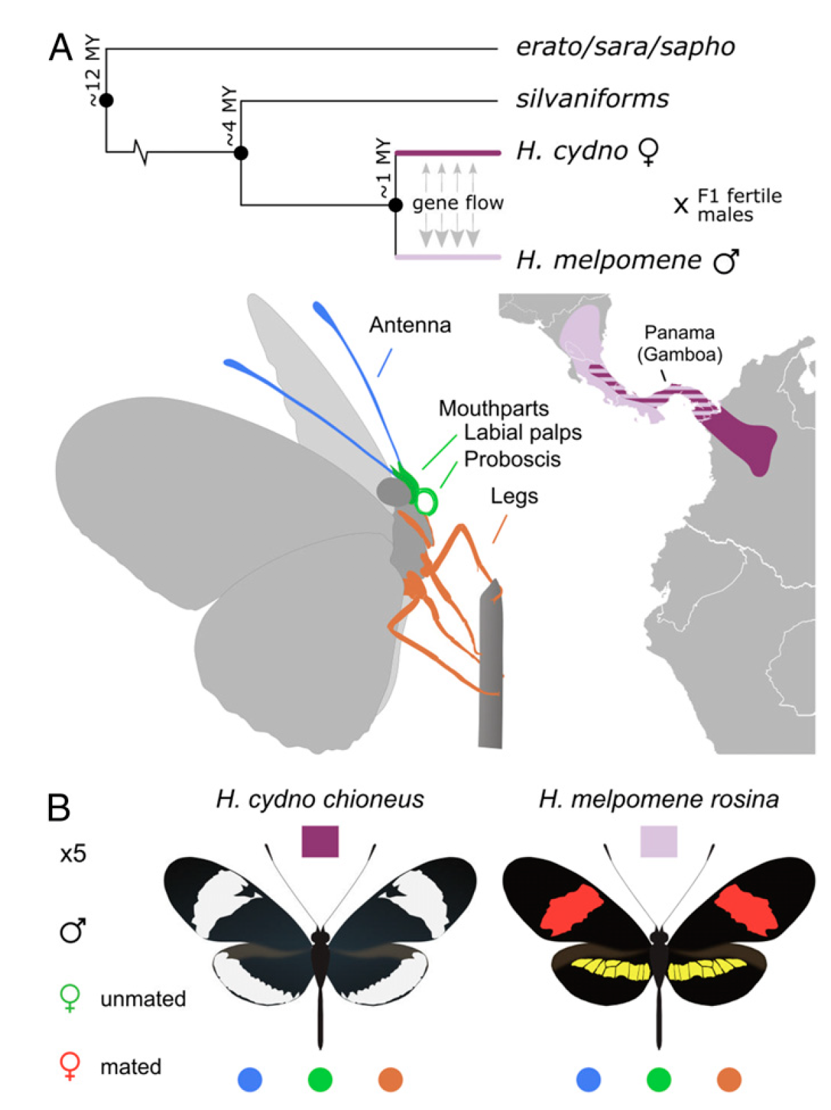 Phylogenetic relation, geographic distribution, and experimental design to study divergence of gene expression in chemosensory tissues of H.cydno and H. melpomene.