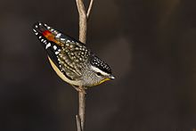 Spotted Pardalote