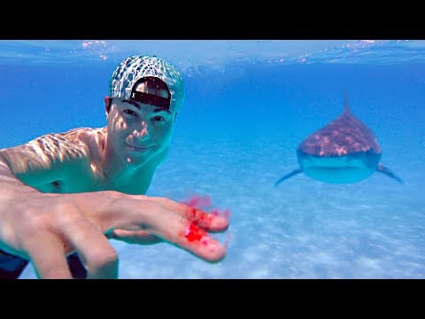 Shark Bait Video