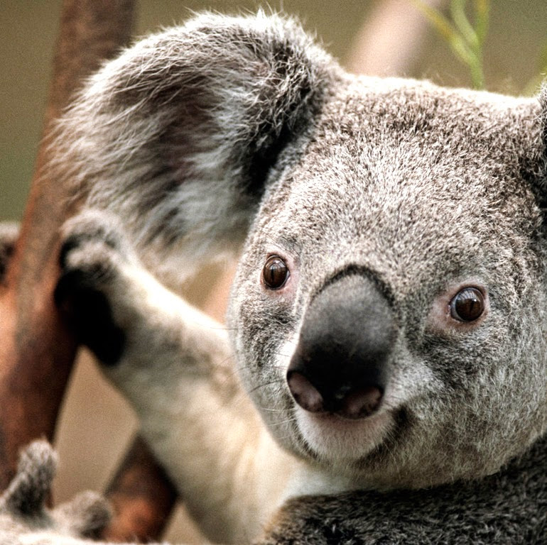 Koala