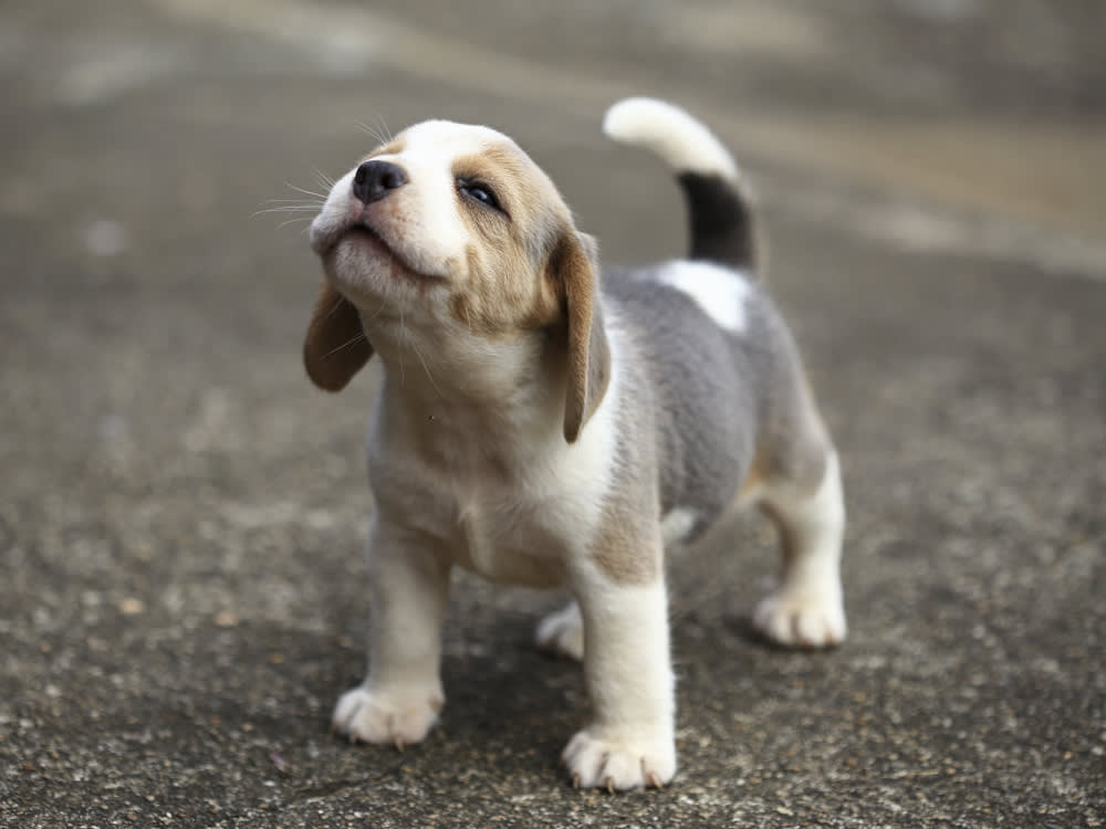 An image of a cute puppy