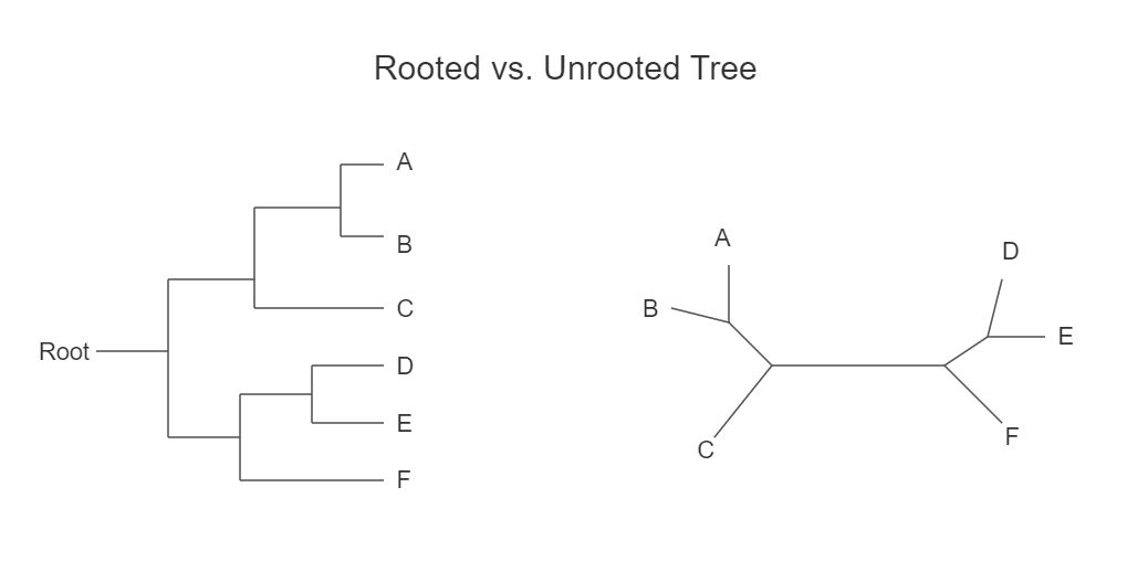Rooted vs Unrooted Trees