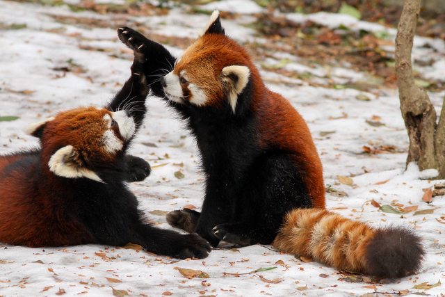 red pandas