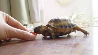 Tortoise chasing a tomato