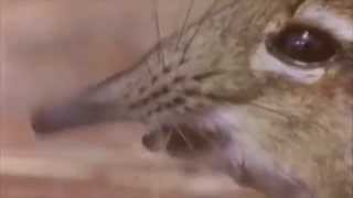 Take a closer look at that meme