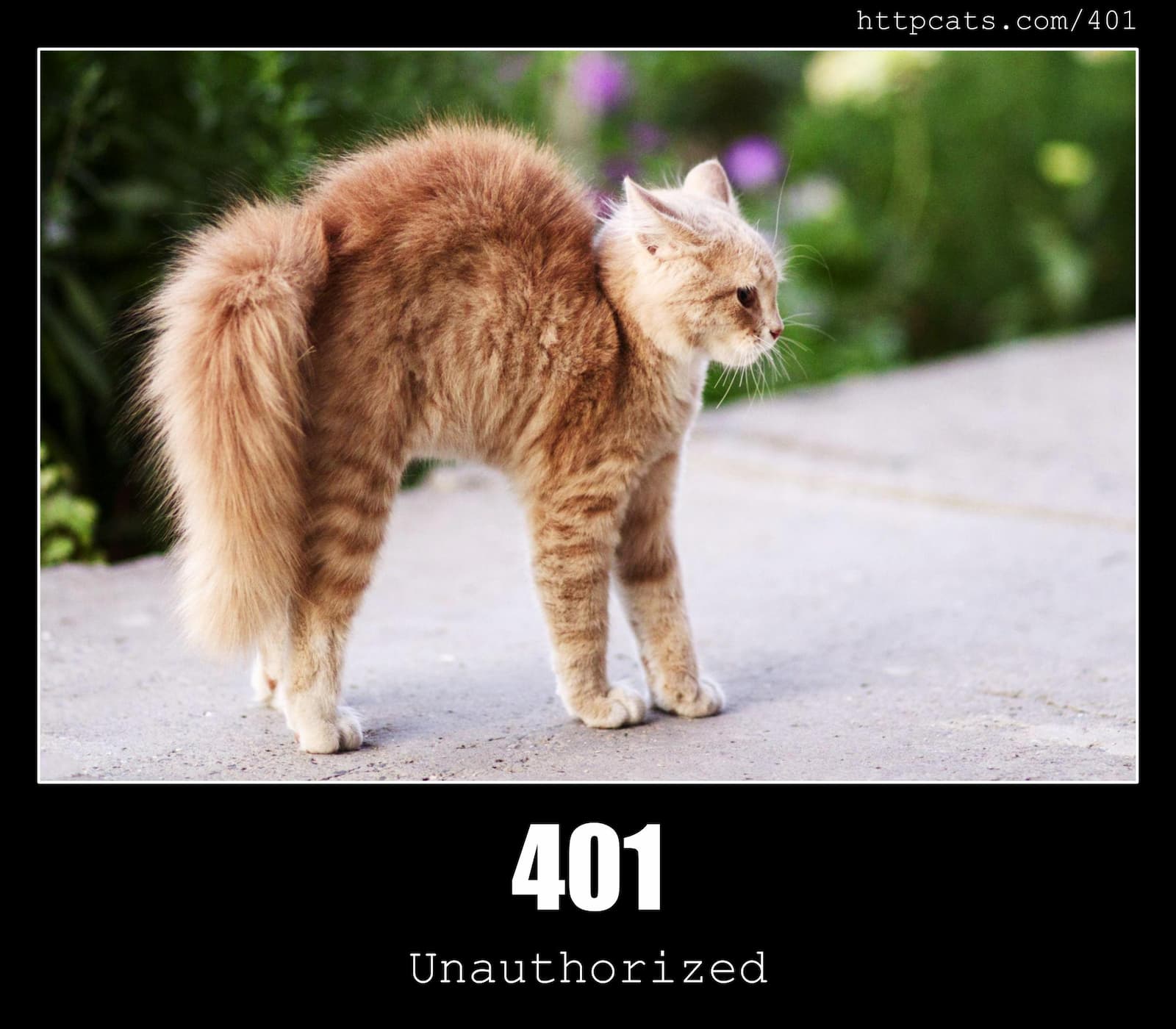 401 Cat