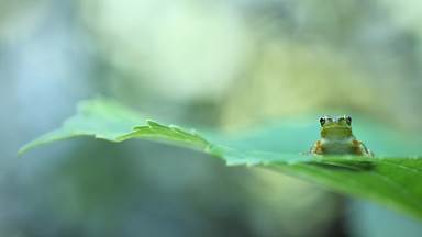 Tree frog on leaf (© Tetsuya Tanooka/DEEPOL by plainpicture)