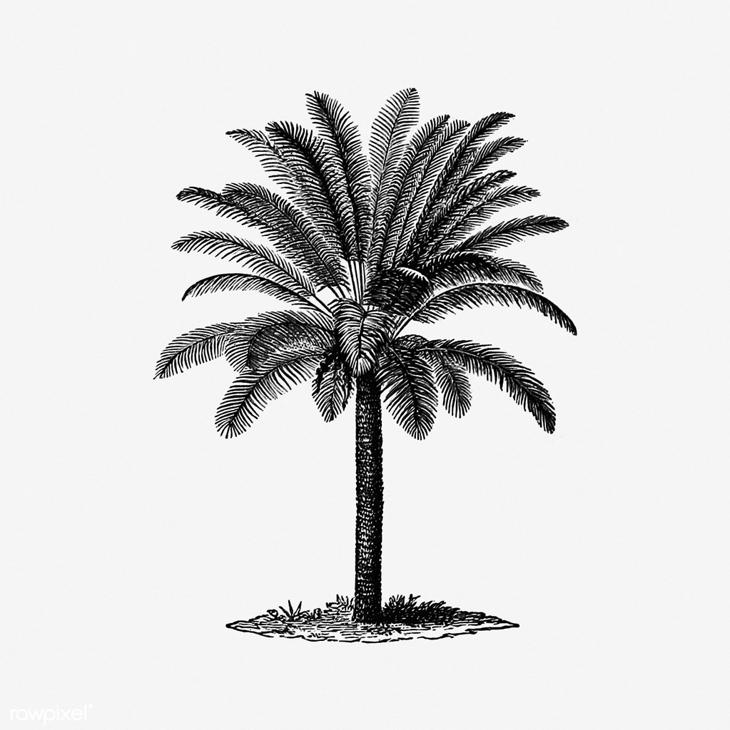 Palm tree