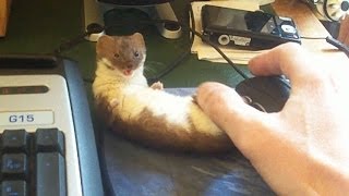 Ozzy the Weasel in: No Gaming For You