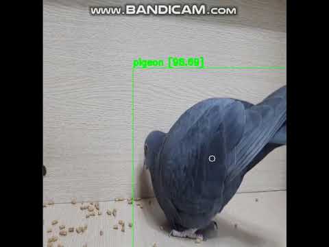 yolo_v4_pigeon_training_test