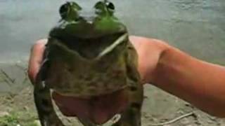 Amazing: Frog screams out "Weed Poop" for all to hear