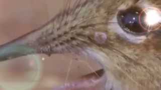 sing my angel of music