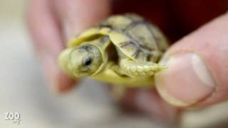 Tiny Baby Egyptian Tortoise Up Close