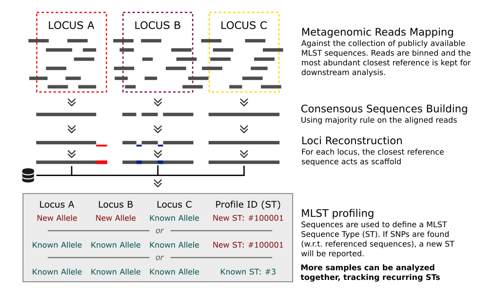 MetaMLST pipeline schema