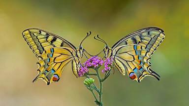 Old World swallowtail butterflies on a flower (© Alberto Ghizzi Panizza/Getty Images)