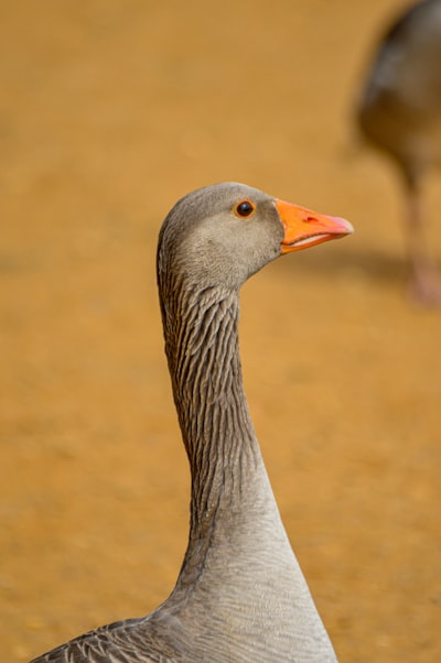 goose image