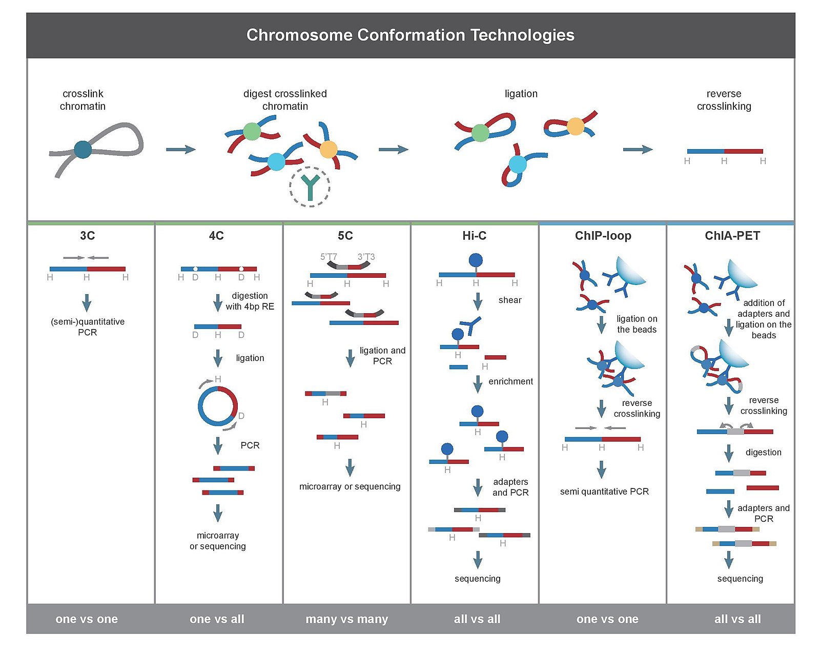 Comparison among 3C and its derived methods. This figure is from De Wit and de Laat, 2012