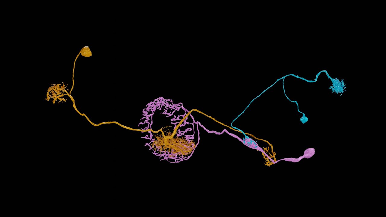 Camera Motion in Neuron Videos with neuPrint and neuVid