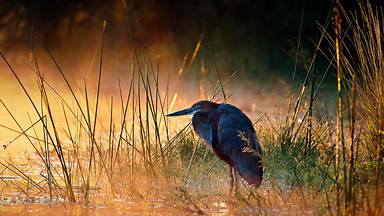 Goliath heron, Kruger National Park, South Africa (© Johan Swanepoel/Alamy)