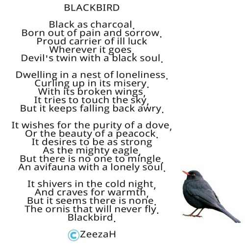 blackbird ZEE_ZAH19