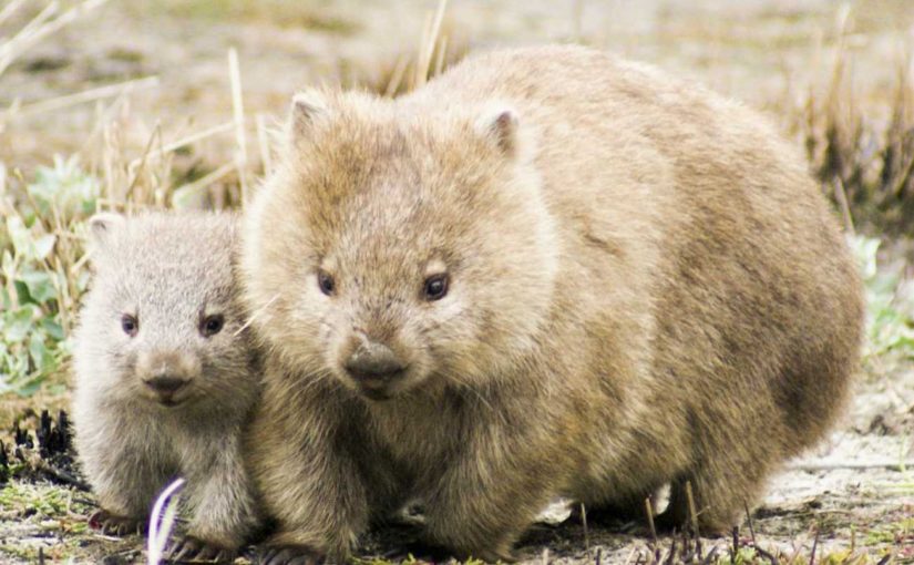 wombat