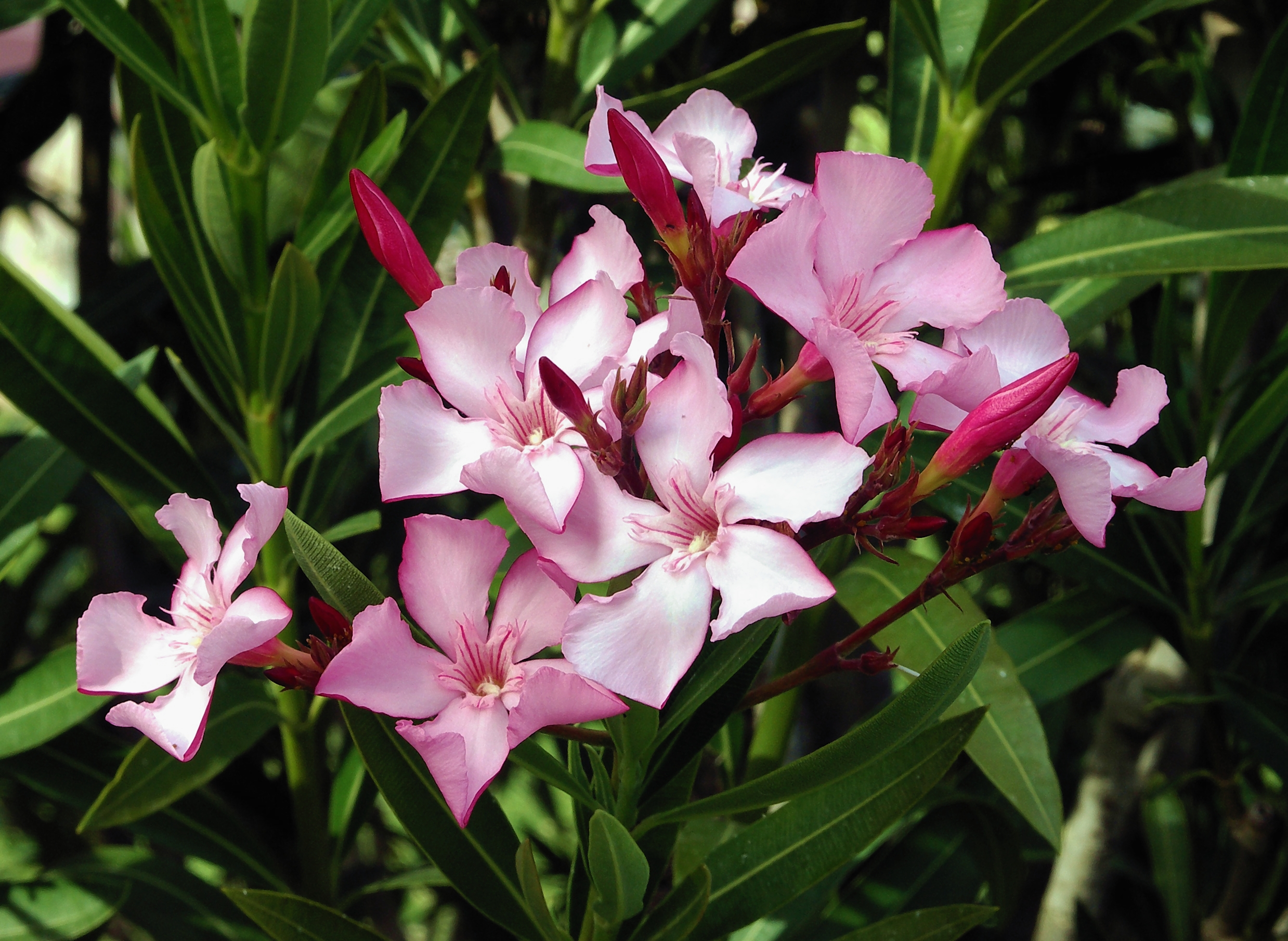 An image of a pink flower, Nerium oleander