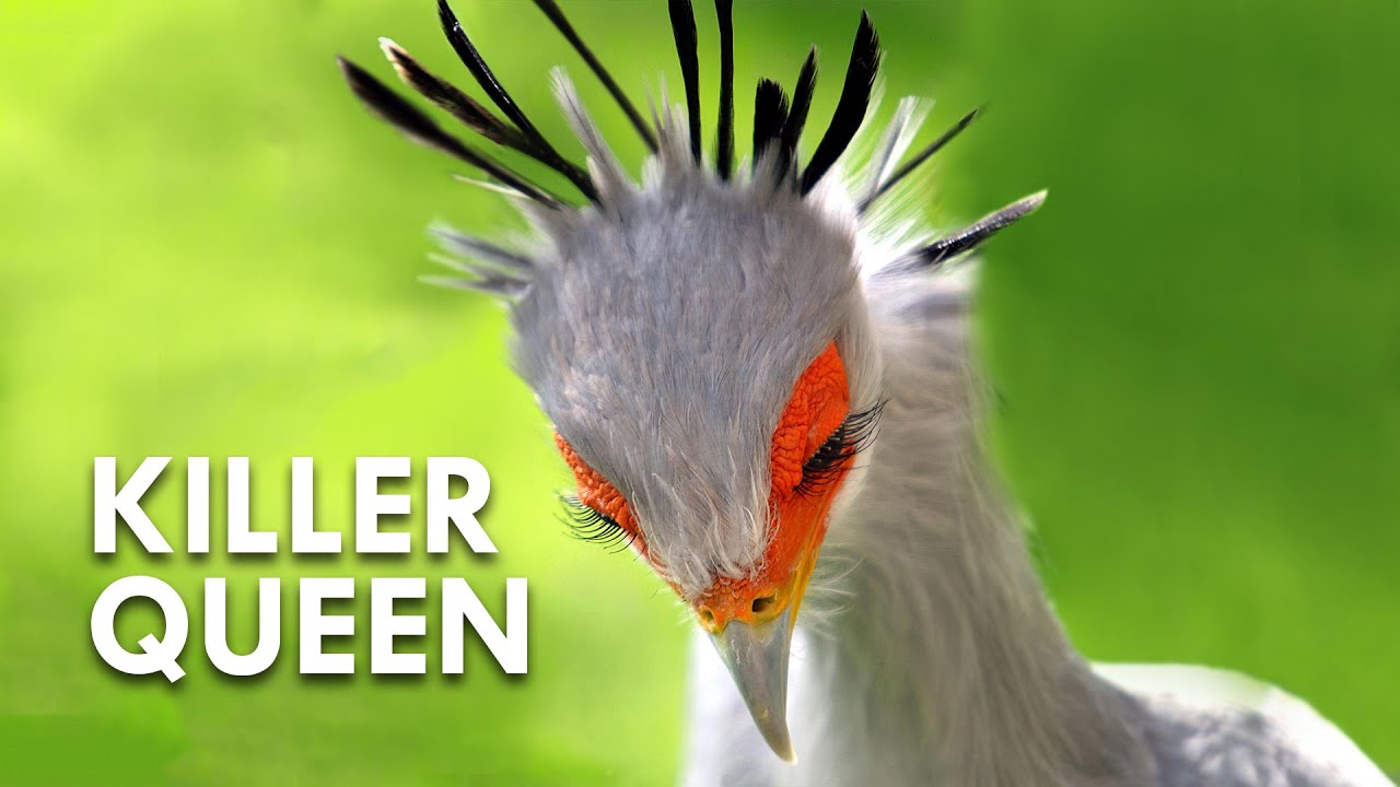 Secretary Bird