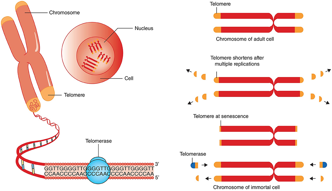 Telomere