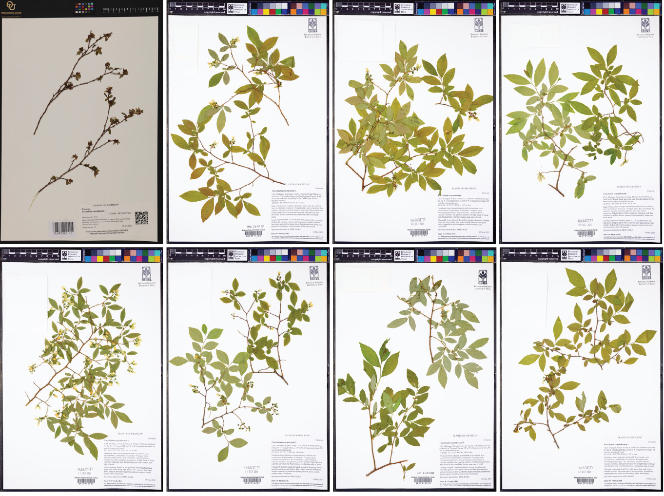 Figure 1: Example output of a mvh pipeline to search and download up to eight specimens (“limit=8”) of the blueberry genus Vaccinium (Ericaceae) from the Ann Arbor (MI, USA) area (“coordinates = c(42.28, -83.74)”).