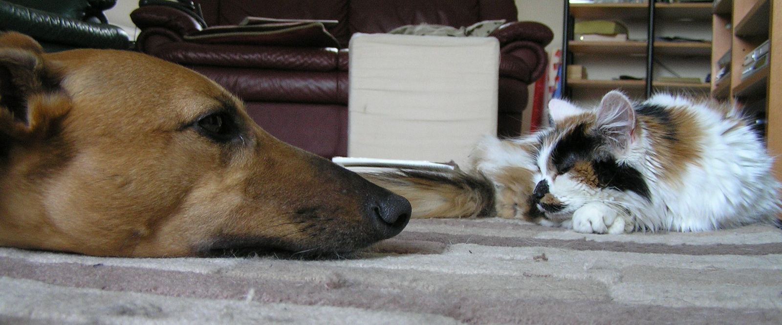 Cat and dog