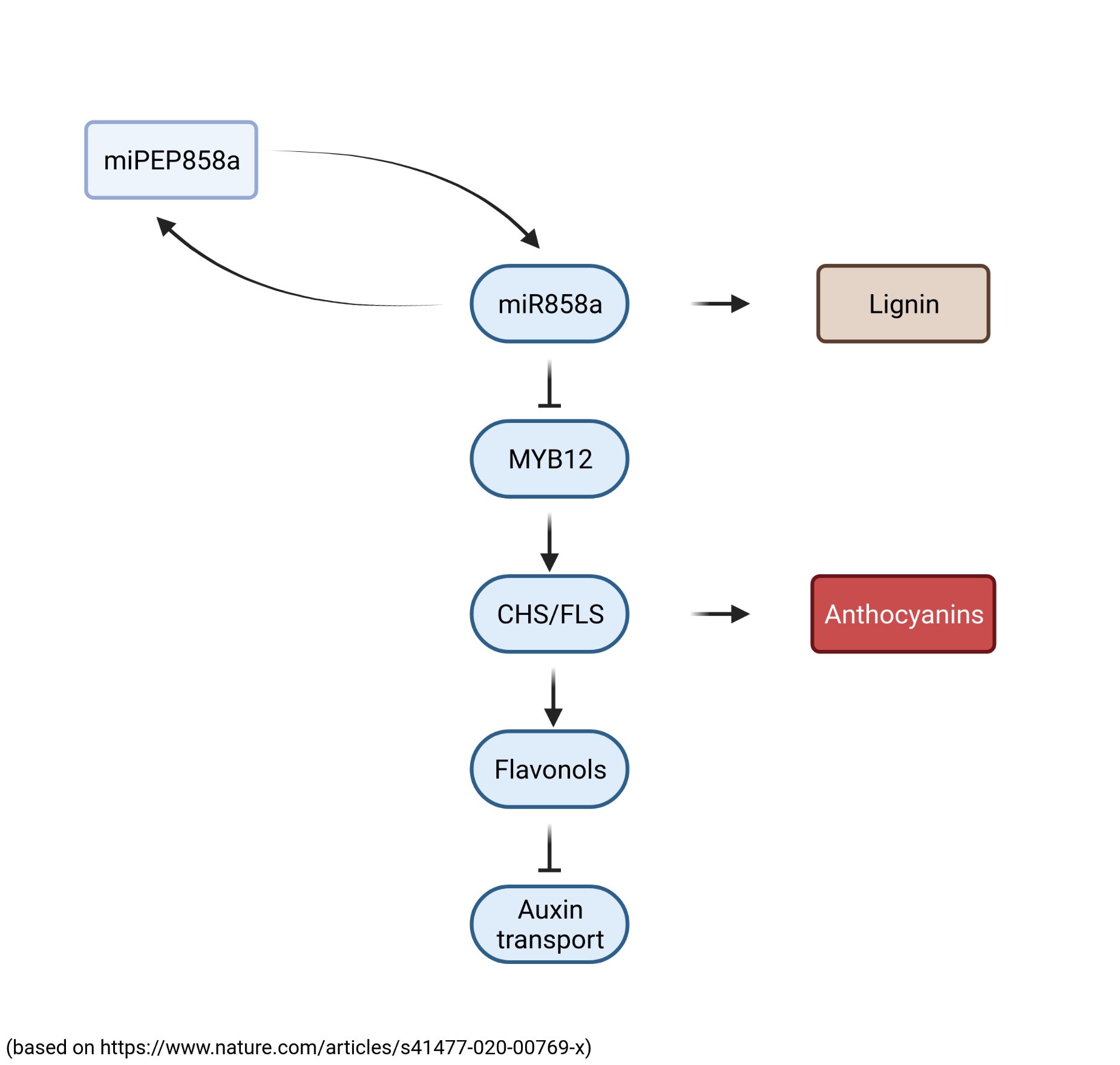 Flavonoid biosynthesis regulator miR858 (Tweet #18)