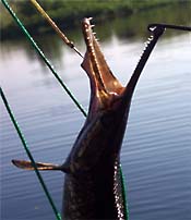 Alligator Gar