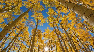 The aspen canopy along the Last Dollar Road near Telluride, Colorado (© Grant Ordelheide/Tandem Stills + Motion)