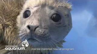 Vancouver Aquarium - rescued seal pup