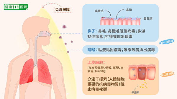 人体免疫系统对抗新冠病毒的第一道屏障（鼻子、咽喉）、第二道屏障（上皮细胞）。（健康1+1／大纪元）