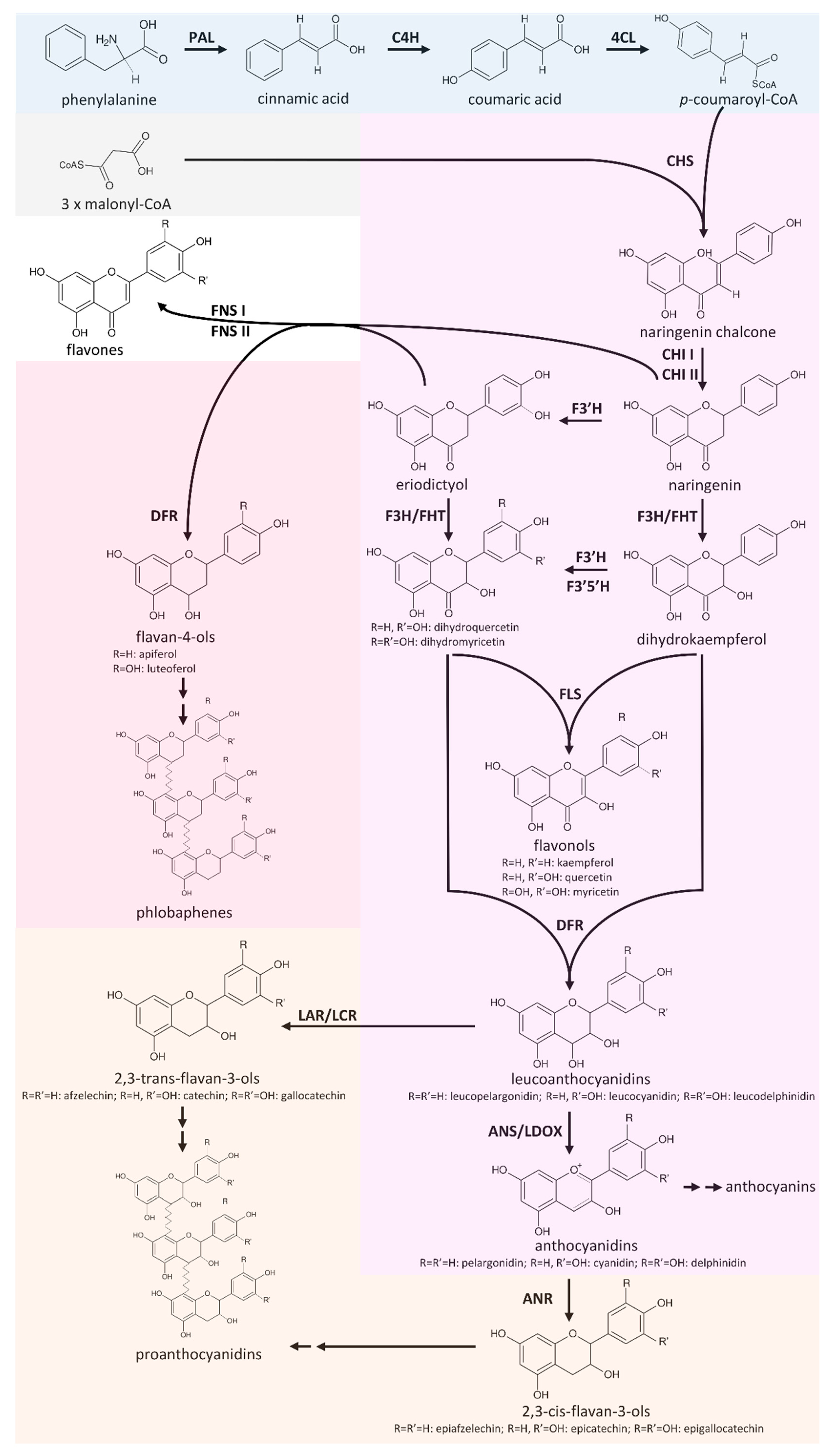 Flavonoid biosynthesis pathway overview (Pucker <i>et al.,</i> 2020; doi:10.3390/plants9091103