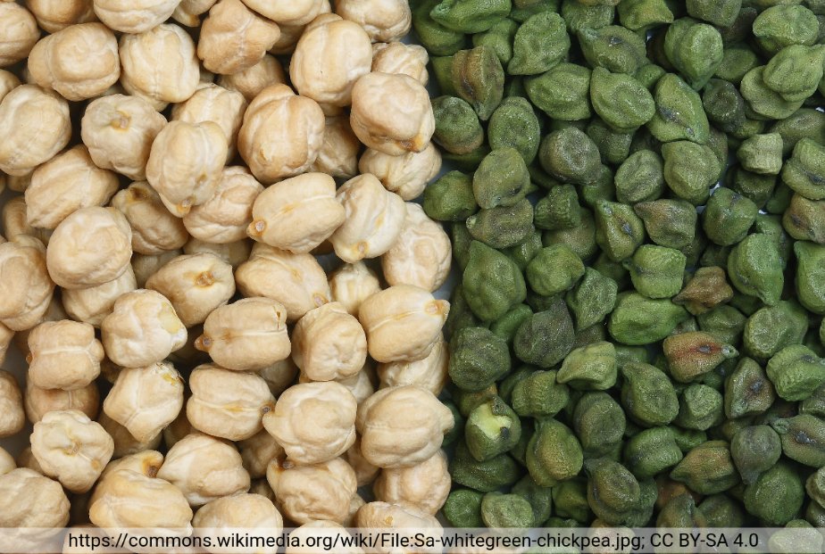 Chickpea seed pigmentation (74)