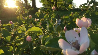 Late evening sun through pale pink Quince blossom