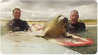 Baby Seal Surprises Surfers | Surf Seal of Approval