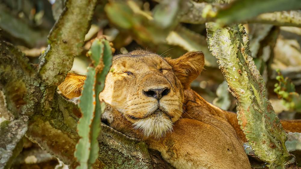 A lion sleeping in Ishasha Sector, Queen Elizabeth National Park, Uganda (© Gunter Nuyts/Getty Images)