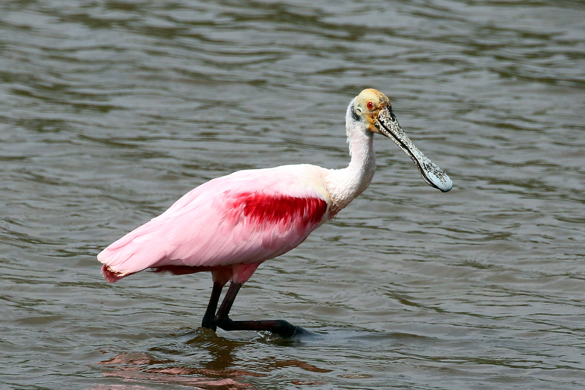 Roseate Spoonbill - Wikipedia