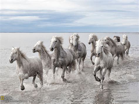 Wild horses wallpapers