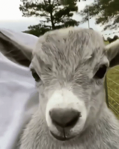 GoatRico GIF