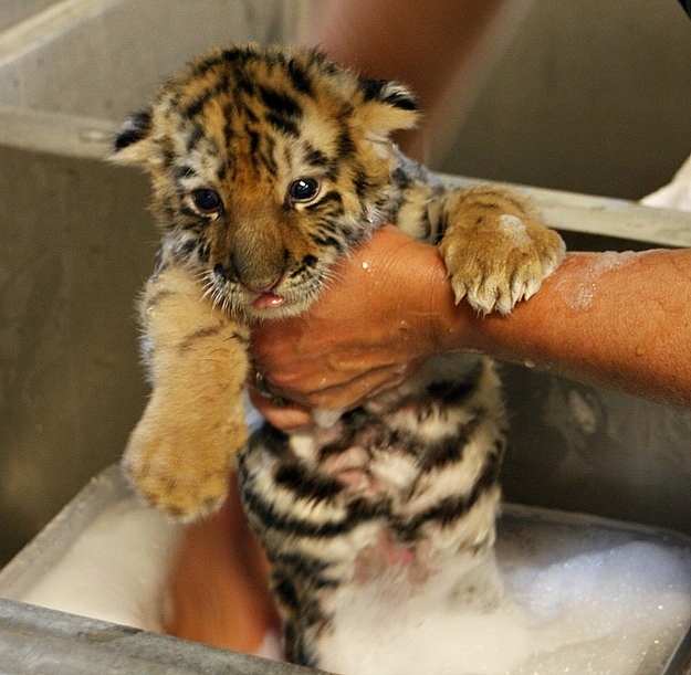 wet tiger