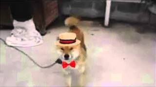 Doge Dance ♫  HD 