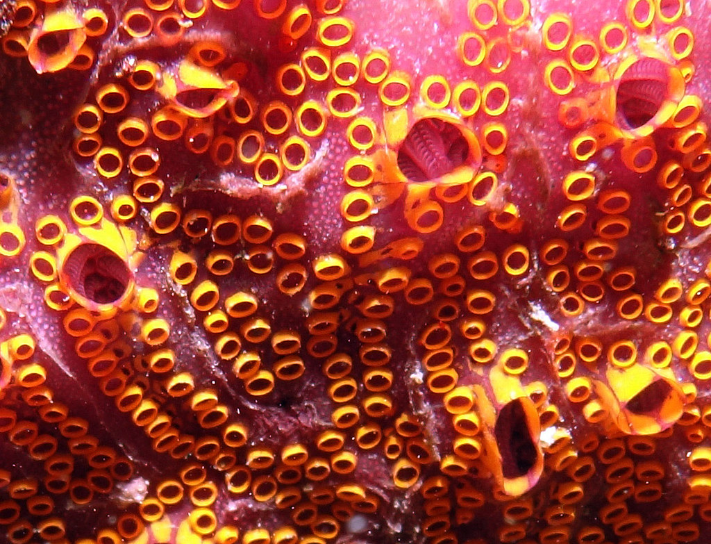 ascidian