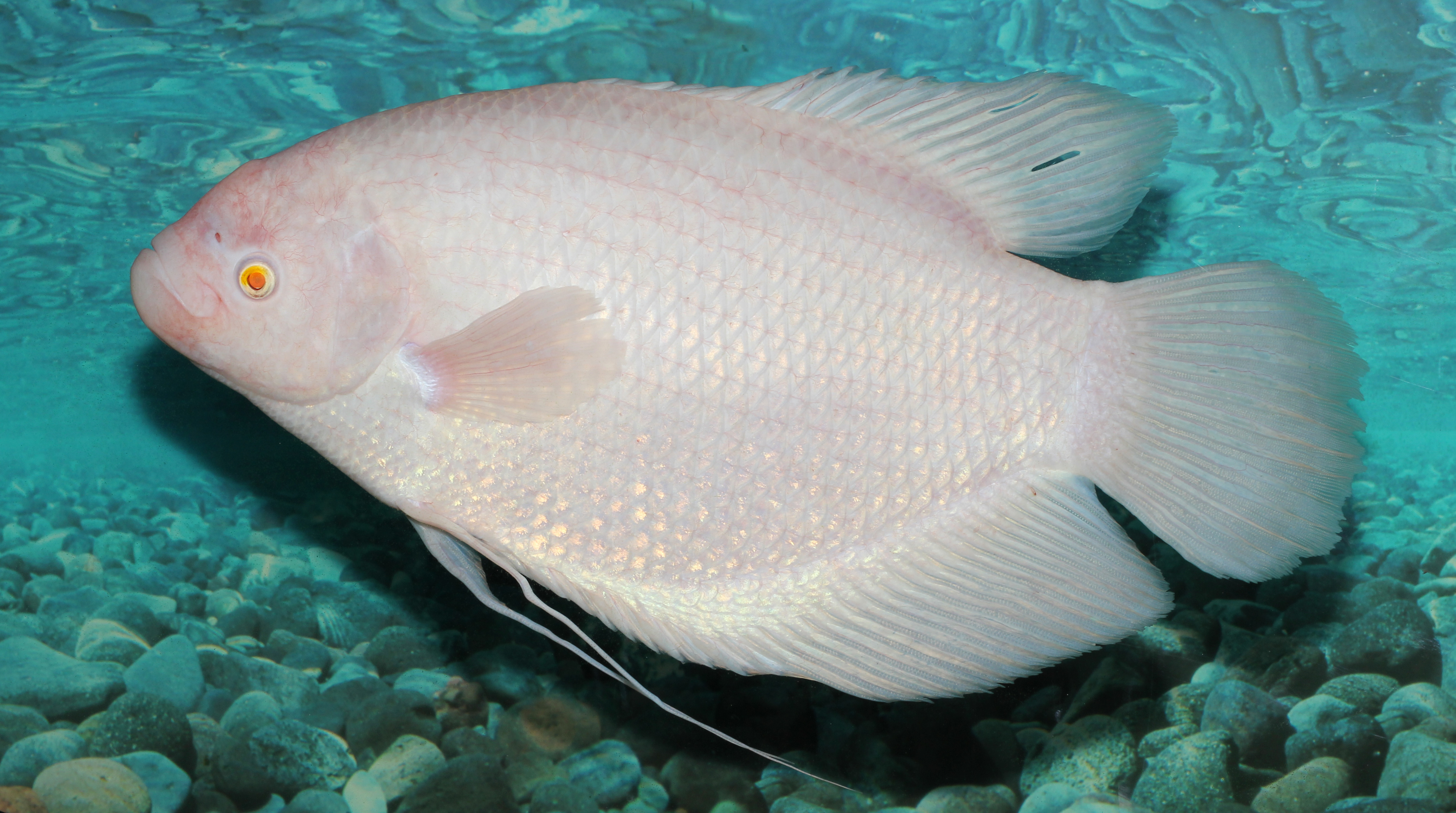 Giant gourami