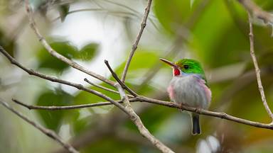 Cuban tody, Alejandro de Humboldt National Park, Cuba (© Bruno D'Amicis/Minden Pictures)