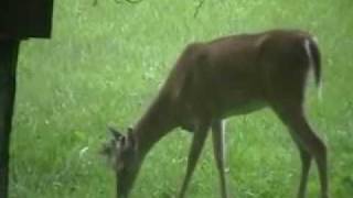 deer eating a bird