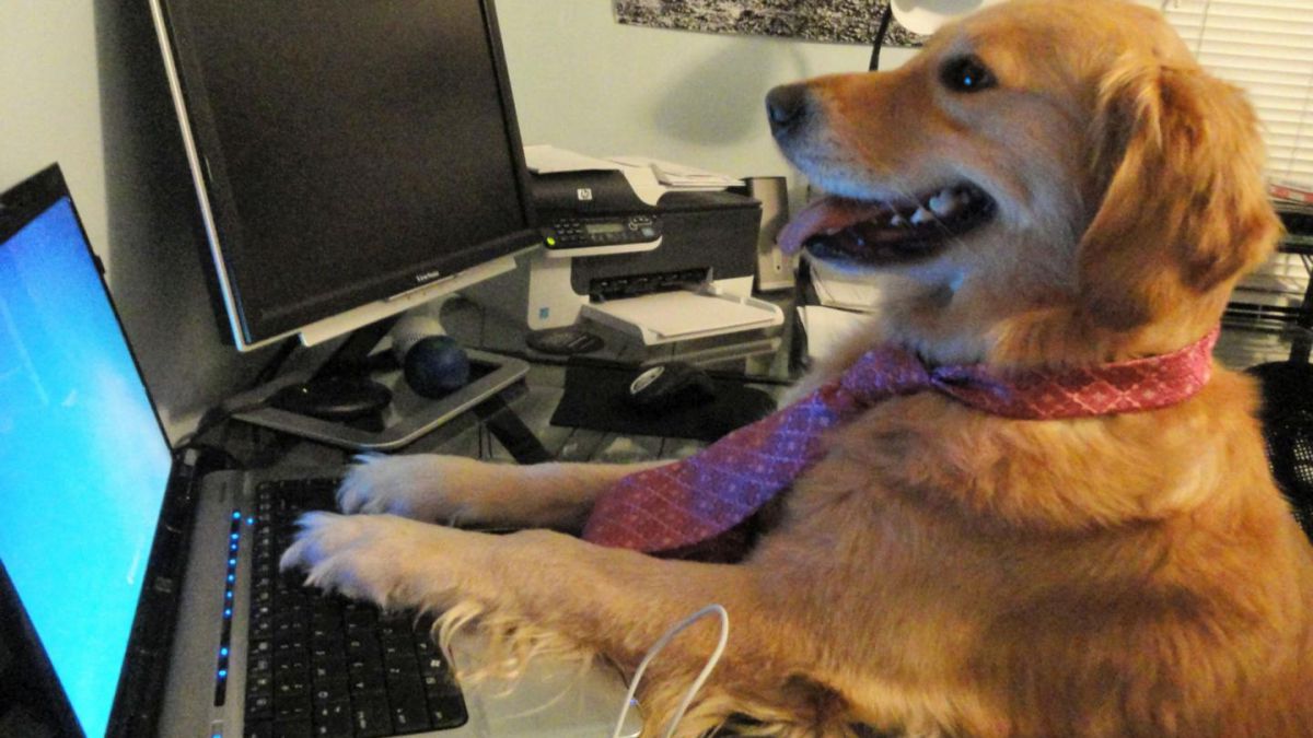 happy dog on computer